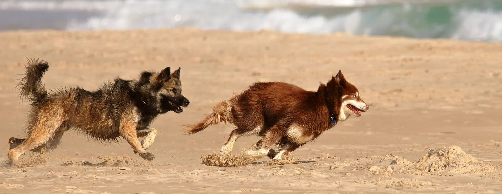 Dos perros corriendo por la orilla de una playa