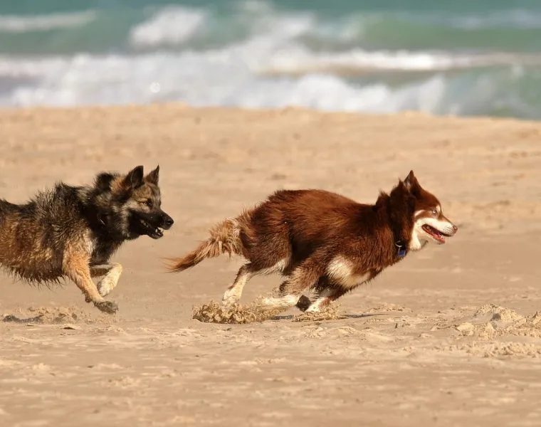 Dos perros corriendo por la arena de una playa