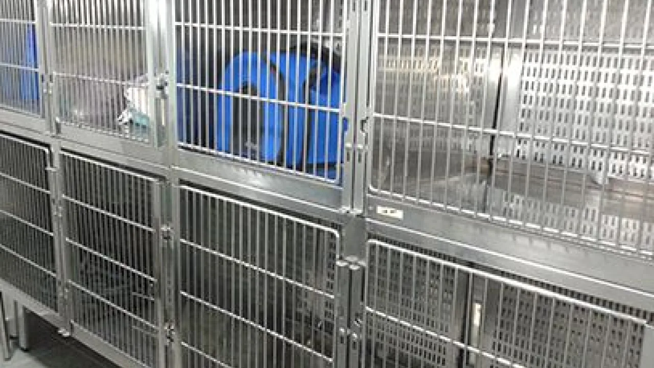 Clínica Veterinaria Animais