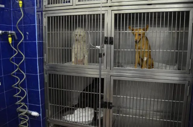 Clínica Veterinària Reus