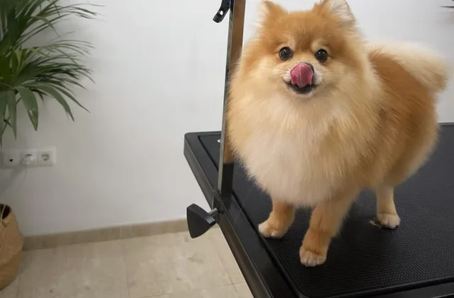 Plutonacio Barber-Dogs