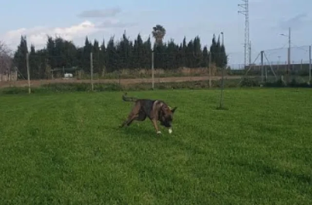 Omnifauna, residencia canina y felina