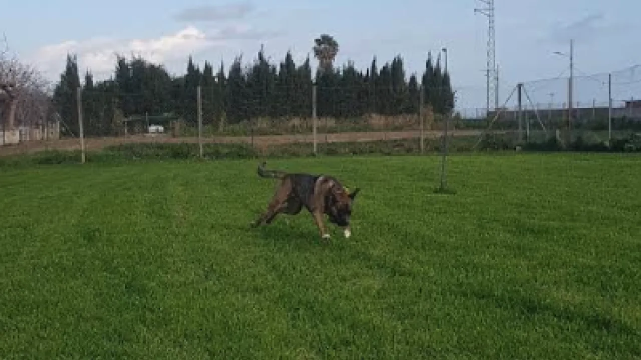 Omnifauna, residencia canina y felina