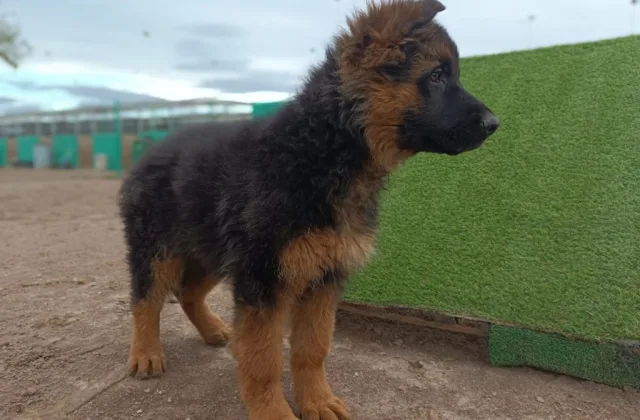 Centro Canino Vila-can