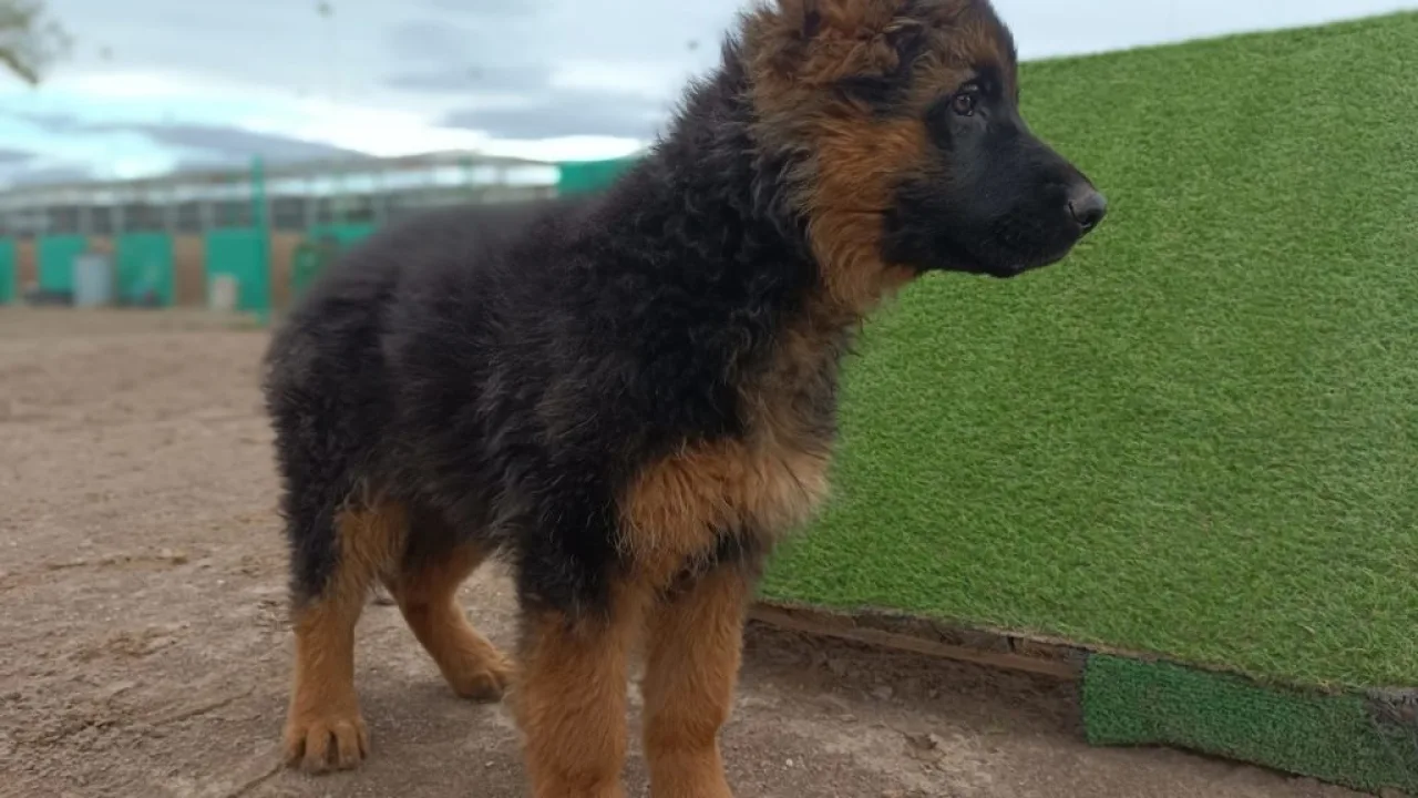 Centro Canino Vila-can