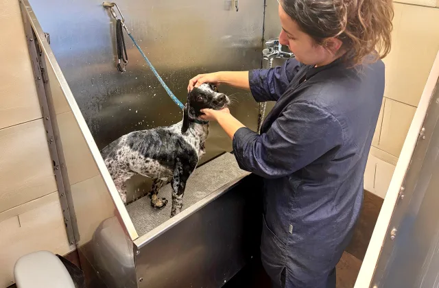 Peluquería de la Clínica Veterinaria Plaiaundi