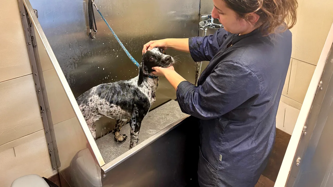 Peluquería de la Clínica Veterinaria Plaiaundi