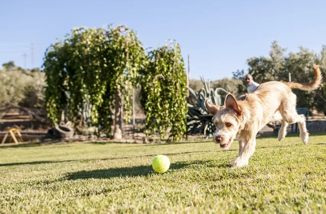 Adidog
