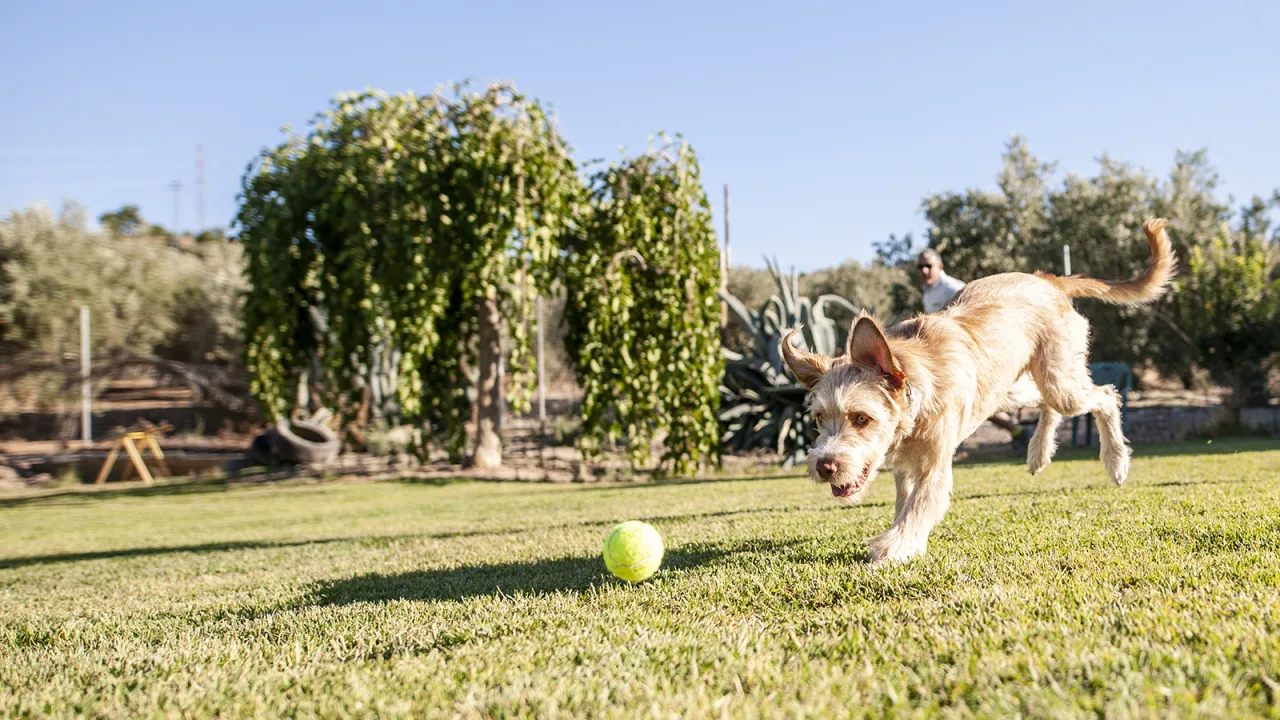 Adidog