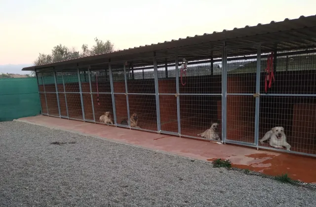 Residencia KinderDog