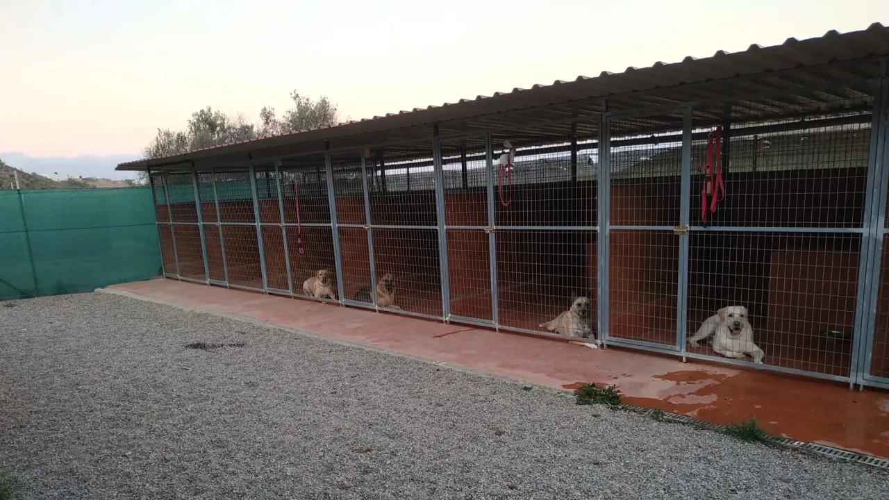 Residencia KinderDog