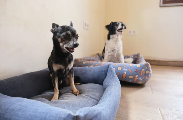 Hotel Canino Fuerteventura