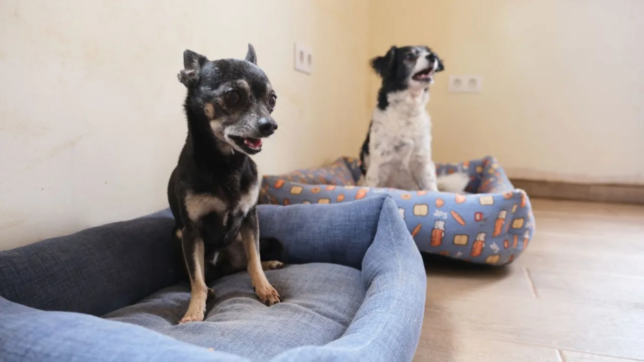 Hotel Canino Fuerteventura