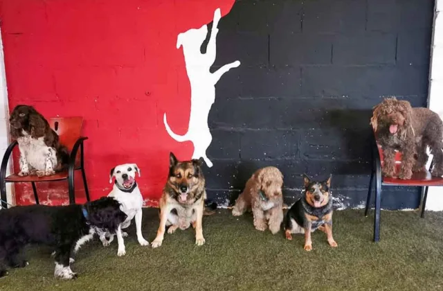 Centro Canino Canedupo