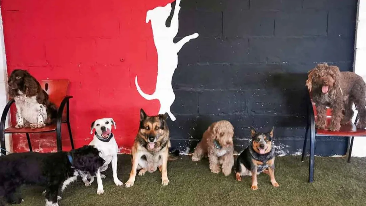 Centro Canino Canedupo