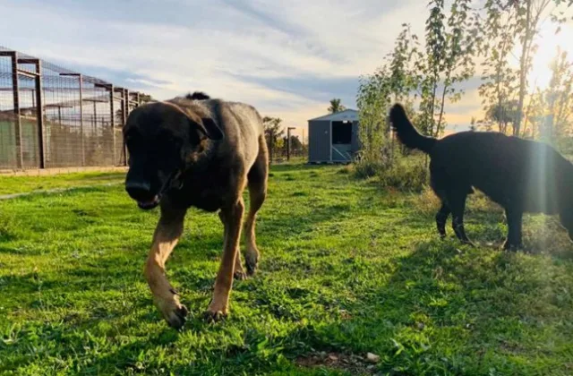 REC Mascotas, residencia y centro de educación canina