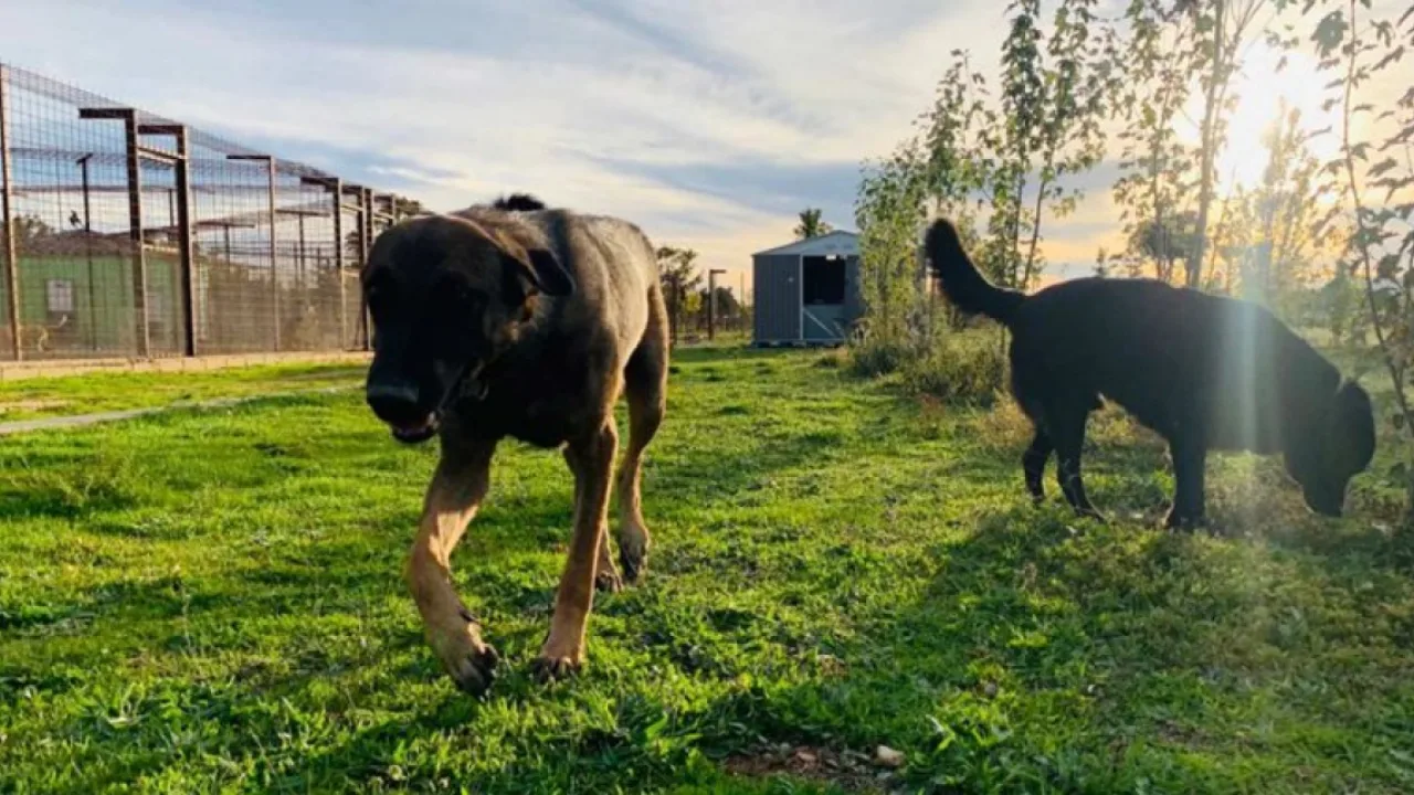 REC Mascotas, residencia y centro de educación canina