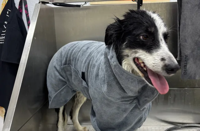 Peluquería Canina Mar Francés