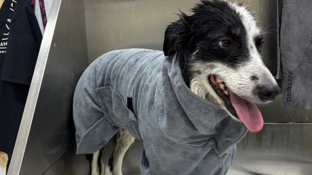 Peluquería Canina Mar Francés