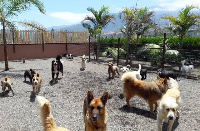 Tu Centro Canino