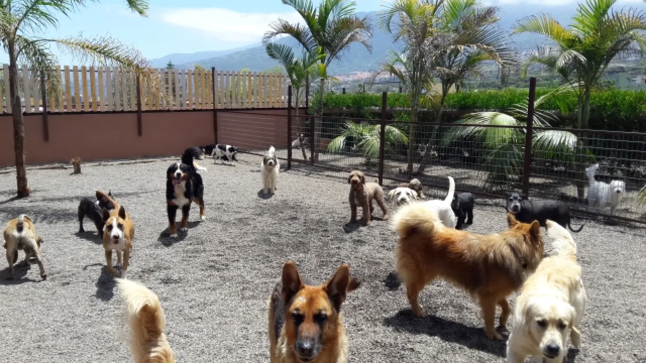 Tu Centro Canino