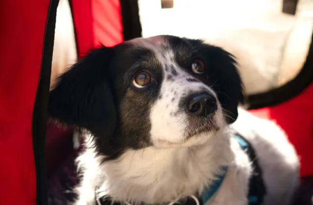 Viajar en avión con perro: cabina, bodega, transportín y reserva paso a paso