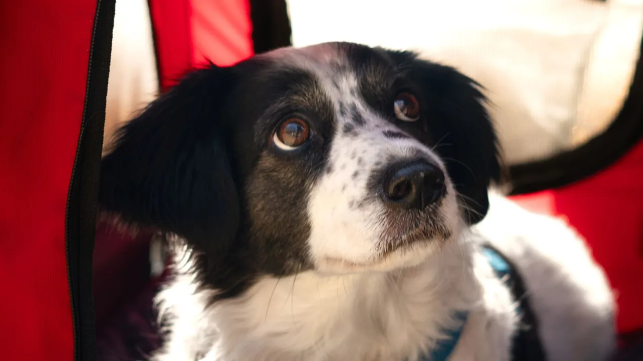 Cómo elegir un transportín para tu perro y acostumbrarlo antes del viaje
