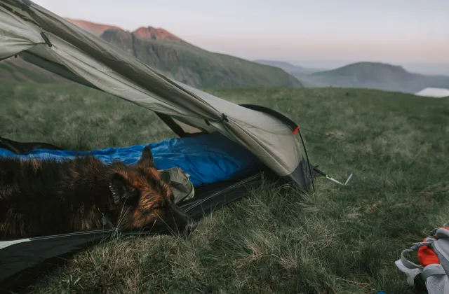 Camping con perro: parcelas, bungalows y normas que conviene revisar antes de reservar