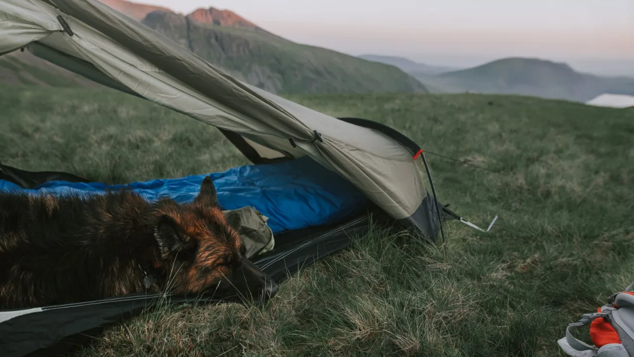 Camping con perro: parcelas, bungalows y normas que conviene revisar antes de reservar