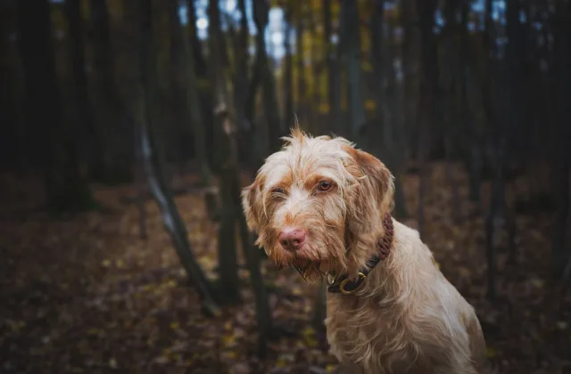 Visitar espacios protegidos con perro: dónde comprobar las normas y cómo planificar la salida