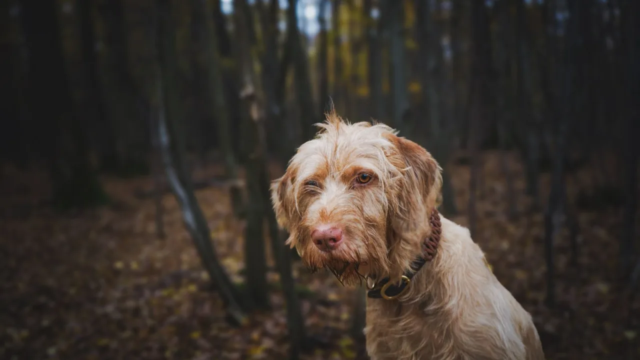 Visitar espacios protegidos con perro: dónde comprobar las normas y cómo planificar la salida