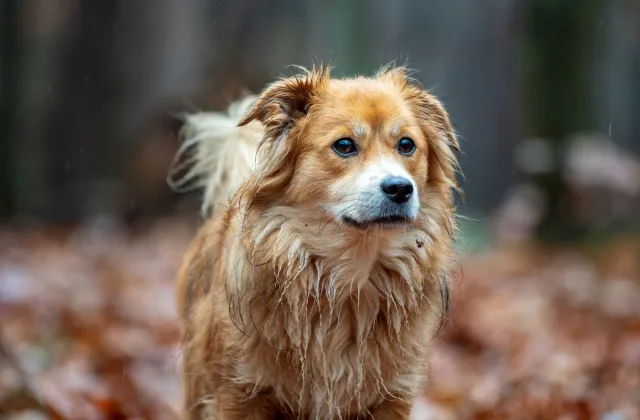 Escapadas de otoño con perro: cómo elegir destino y aprovechar los días más cortos