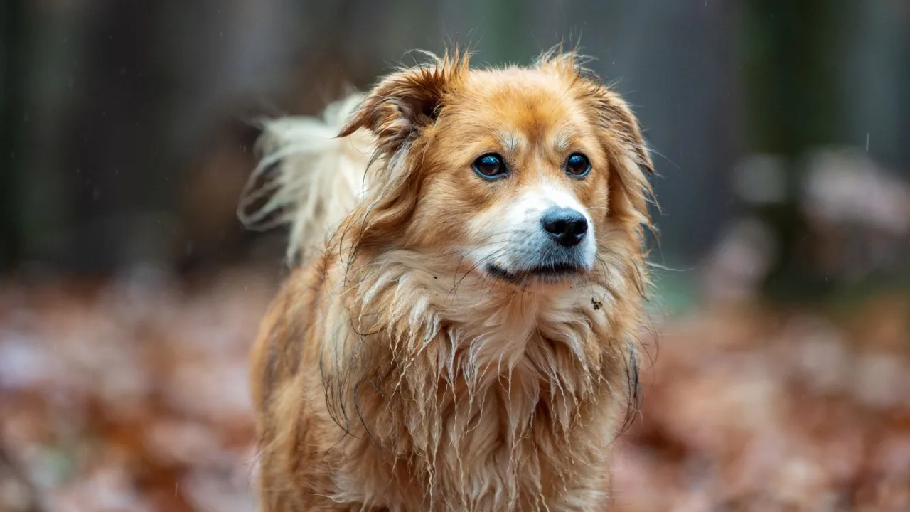Viajar con perro cuando llueve: paseos, alojamiento y planes que no dependen de una terraza