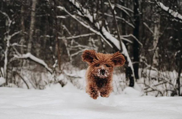 Escapadas a la nieve con perro: frío, terreno, alojamiento y límites del plan