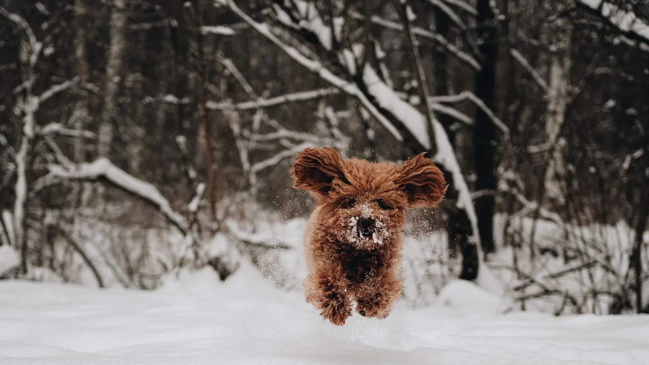 Escapadas a la nieve con perro: frío, terreno, alojamiento y límites del plan