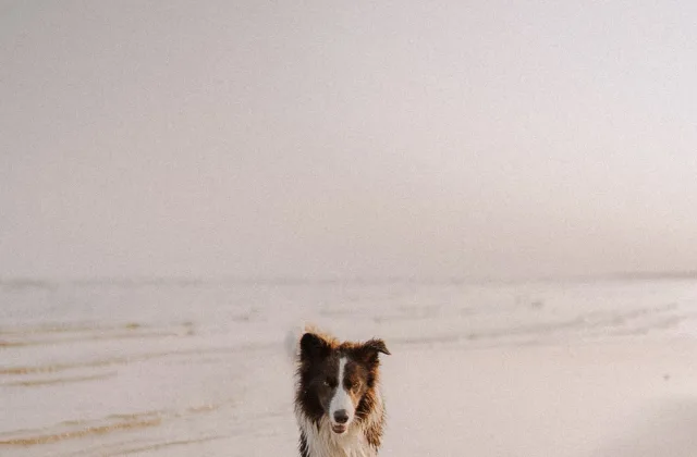 Seguridad en la playa con perro: mar, arena, agua y una visita bien preparada