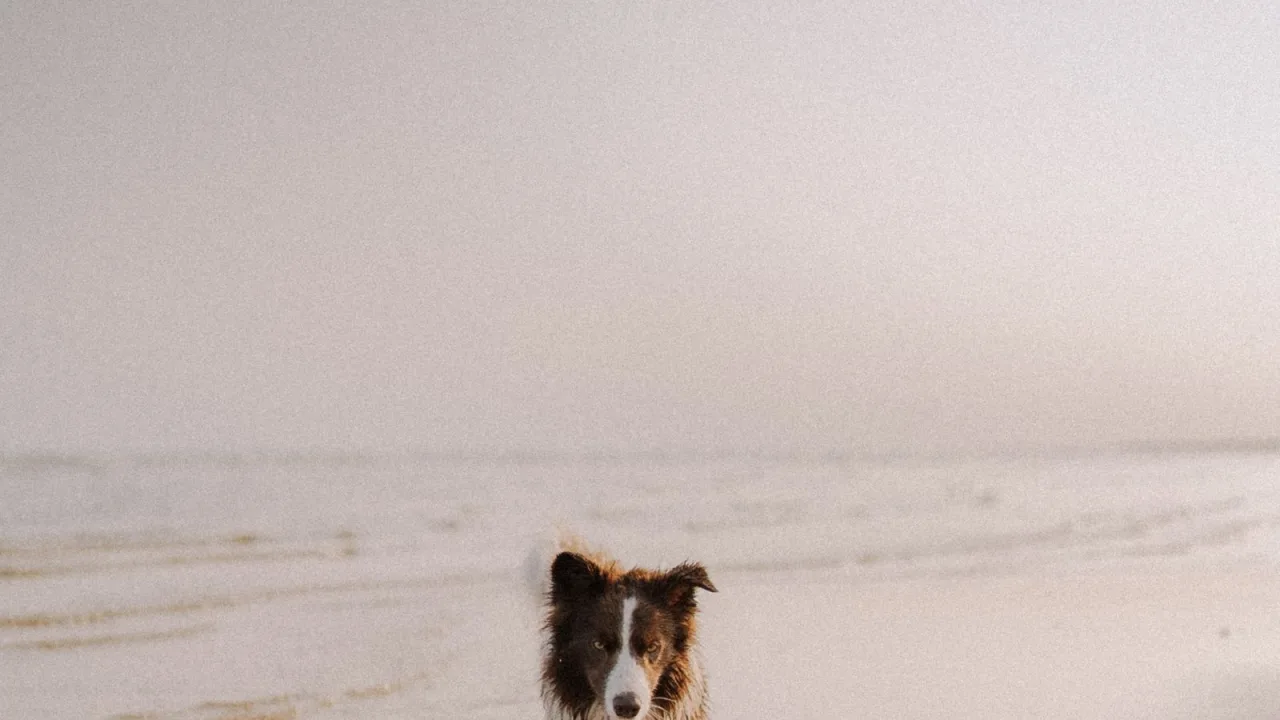 Seguridad en la playa con perro: mar, arena, agua y una visita bien preparada