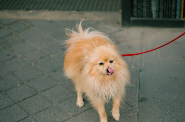 Si tu perro se pierde de viaje: a quién avisar y cómo organizar la búsqueda