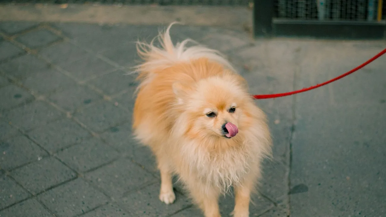 Si tu perro se pierde de viaje: a quién avisar y cómo organizar la búsqueda