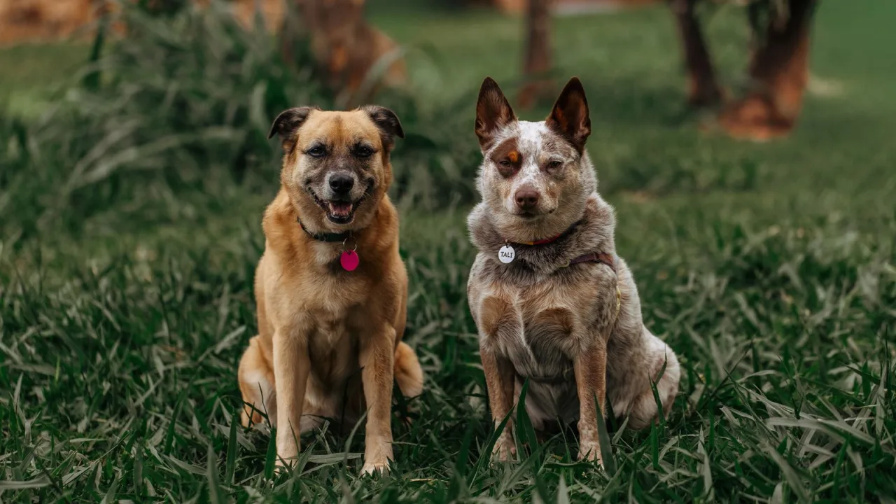 Viajar con dos perros: reservas, transporte, habitaciones y reparto de tareas