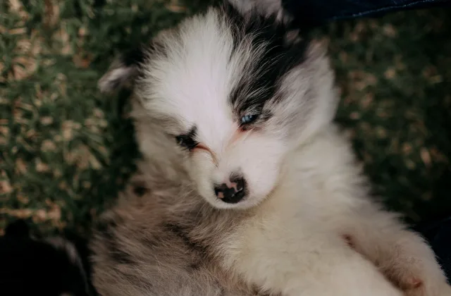 El primer viaje de un cachorro: preparar una escapada corta sin exigirle demasiado