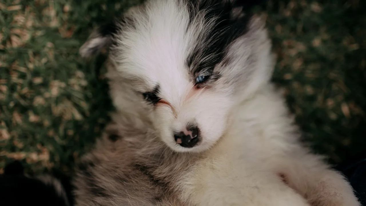El primer viaje de un cachorro: preparar una escapada corta sin exigirle demasiado