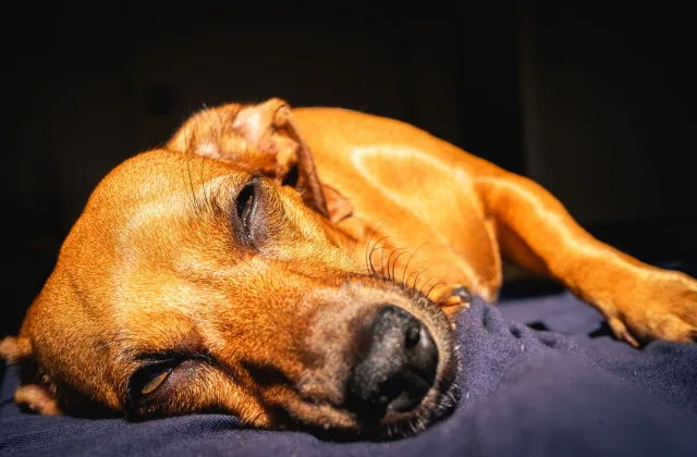 Cuánto cuesta viajar con perro: preparar un presupuesto sin olvidar suplementos