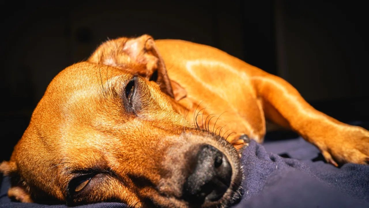Cuánto cuesta viajar con perro: preparar un presupuesto sin olvidar suplementos