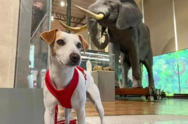 Museo Nacional de Ciencias Naturales con perro