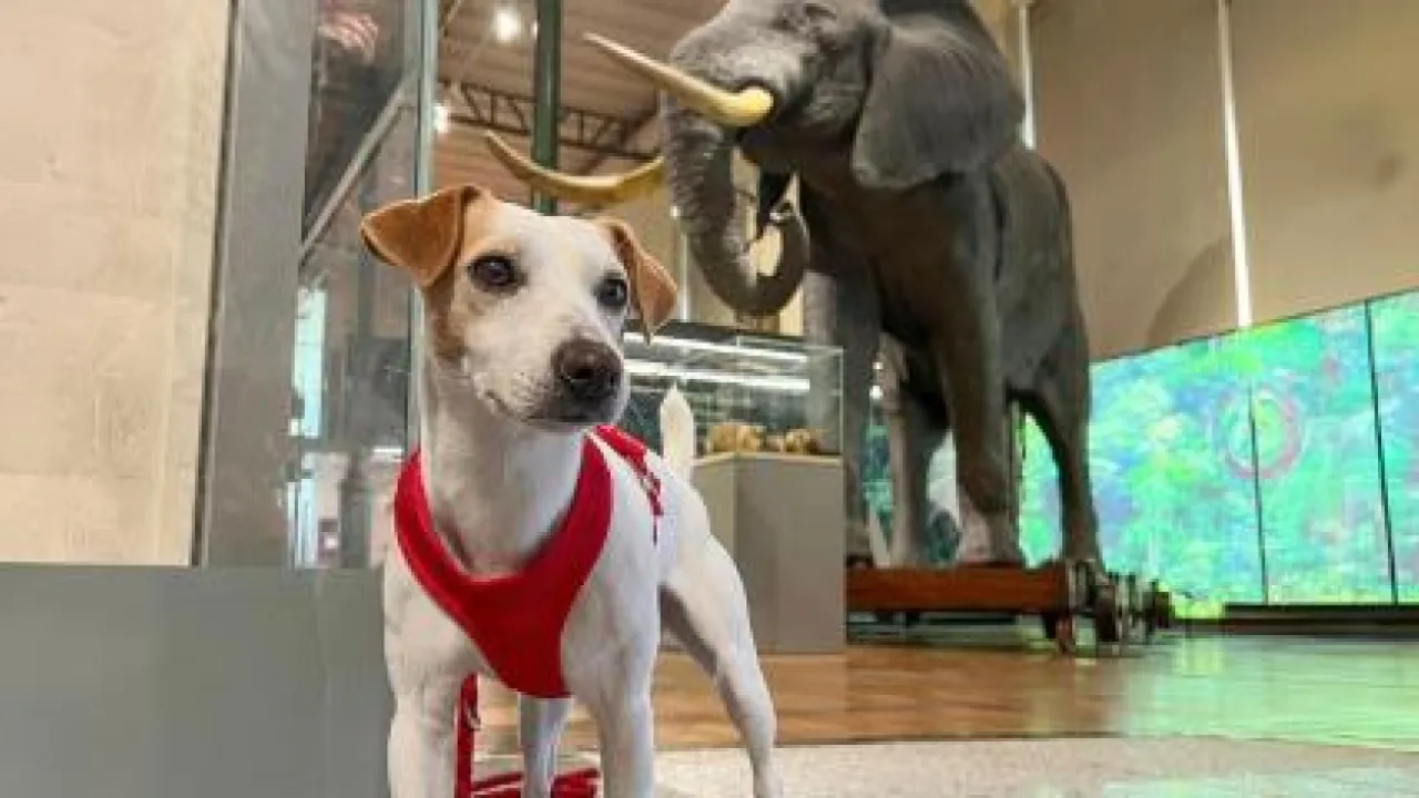 Museo Nacional de Ciencias Naturales con perro