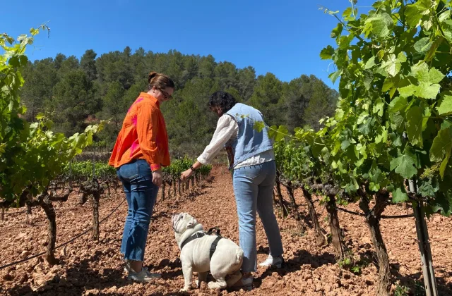 Paseo y cata entre viñas con perro en Celler Masroig