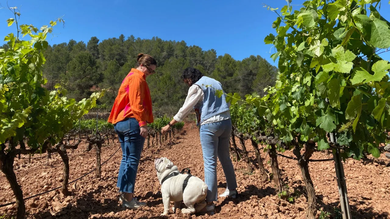 Paseo y cata entre viñas con perro en Celler Masroig