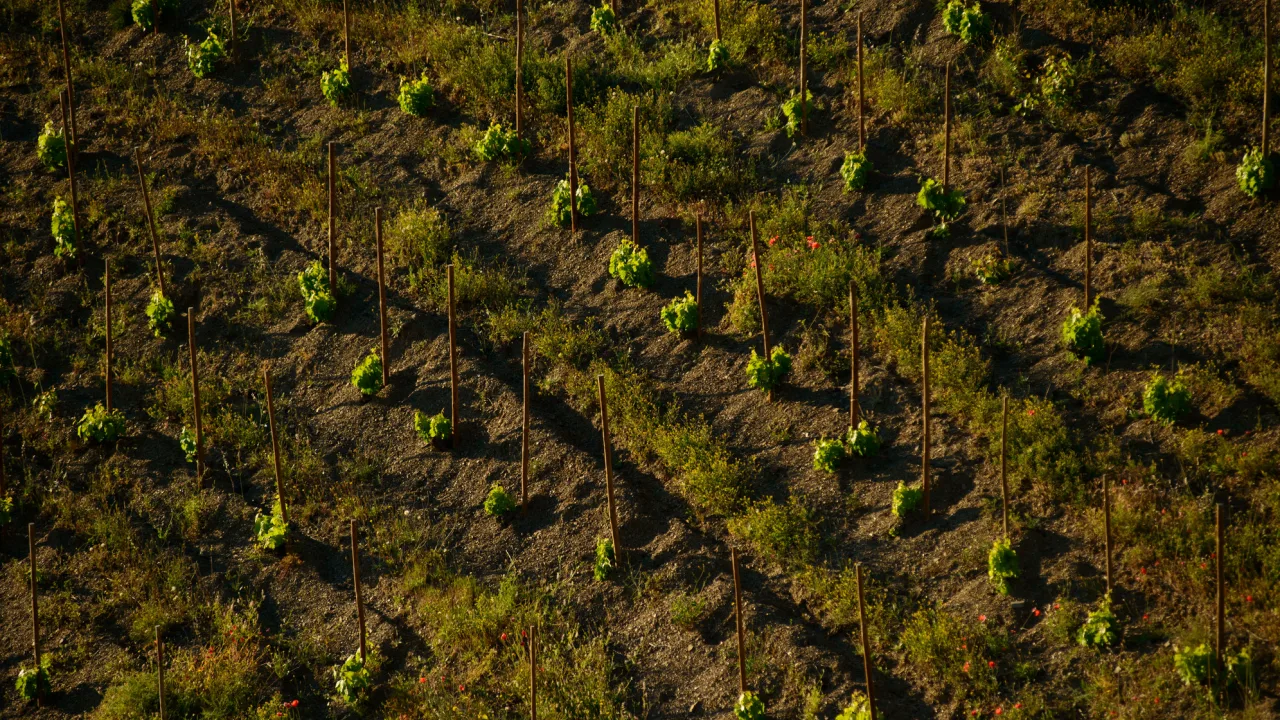 Cata de vinos en Saó del Coster con perro