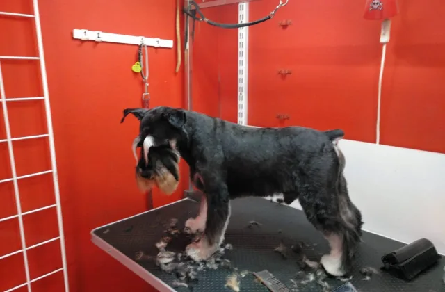 Peluquería Canina Patitas